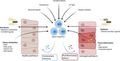 MAIT Cells in Barrier Tissues: Lessons from Immediate Neighbors